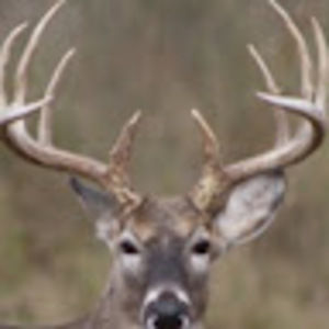 Meet your Posher, Skyler